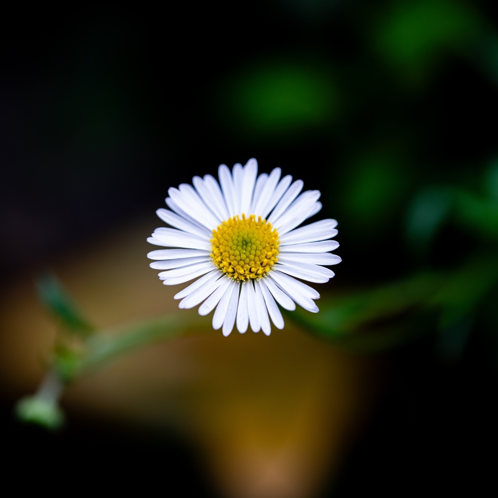 Маленькая одинокая ромашка крупным планом