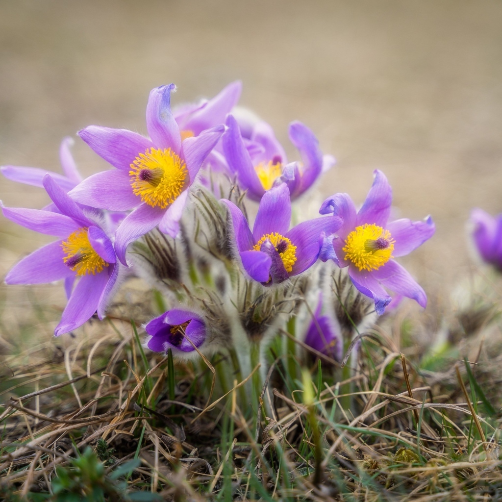 Маленькие цветы прострела растут в траве