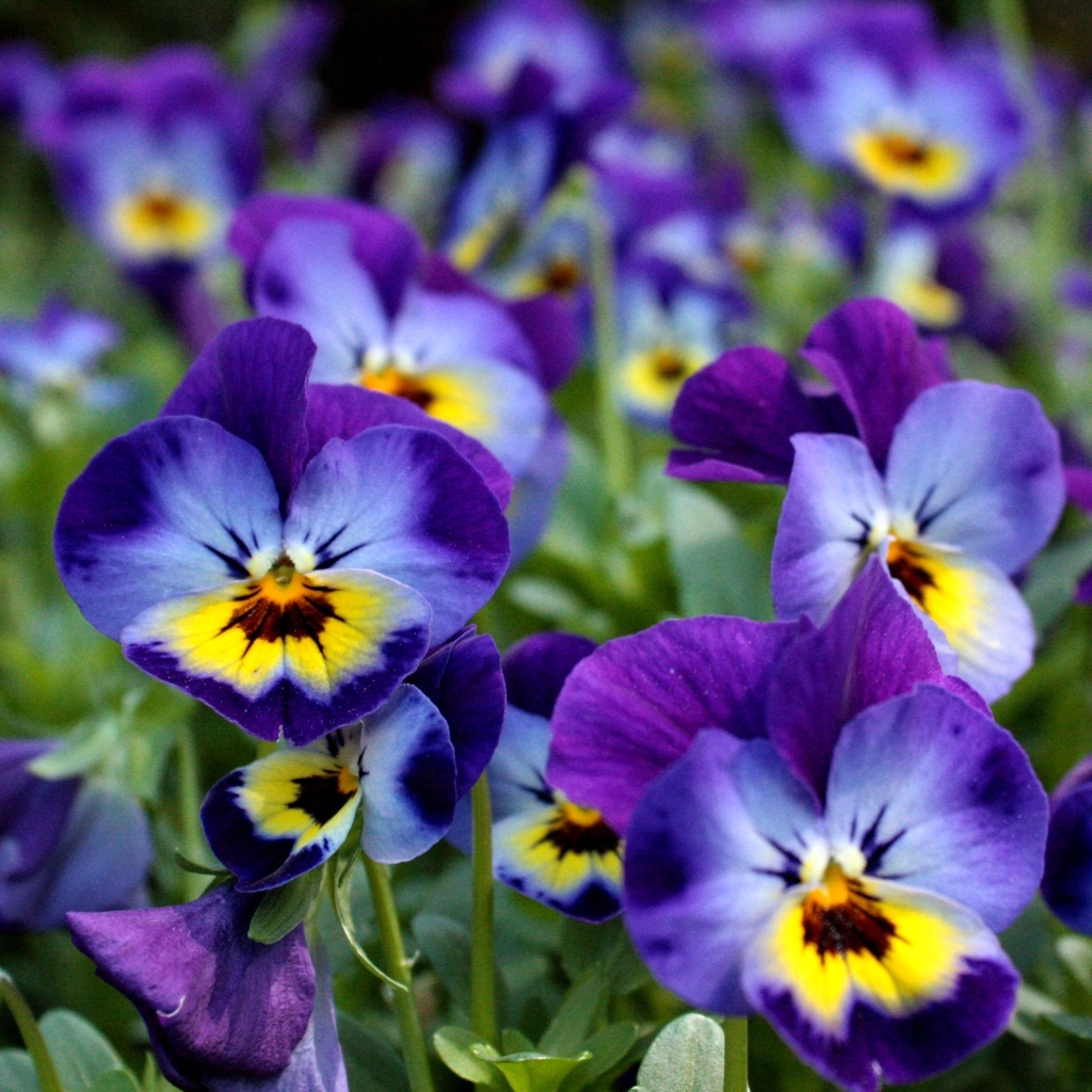 Маленькие цветы Анютины глазки