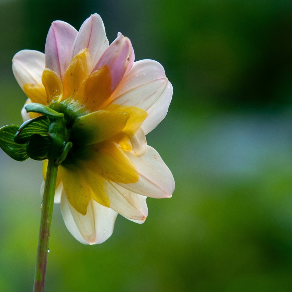 Маленький розовый цветок георгина