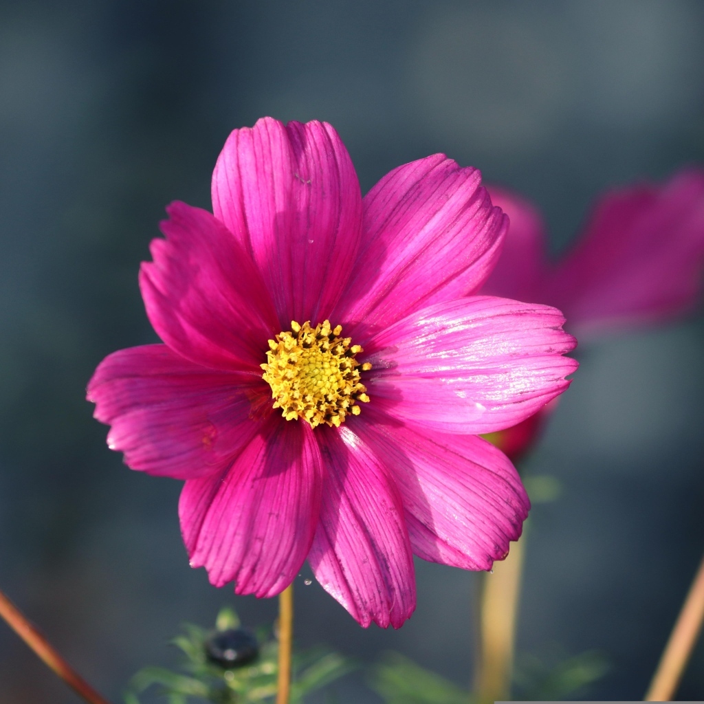 Маленький розовый цветок георгина крупным планом