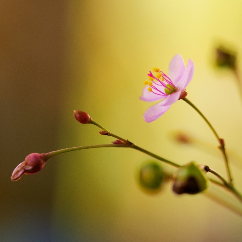 Маленькие розовые нежные цветы крупным планом