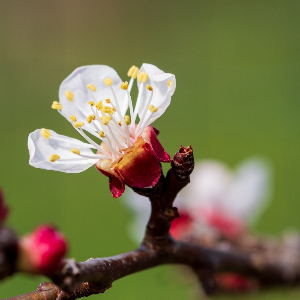 Маленький розовый цветок на ветке абрикоса весной