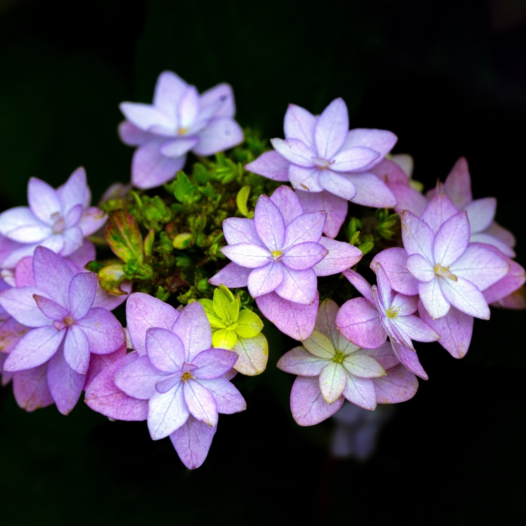 Мелкие розовые цветы на черном фоне