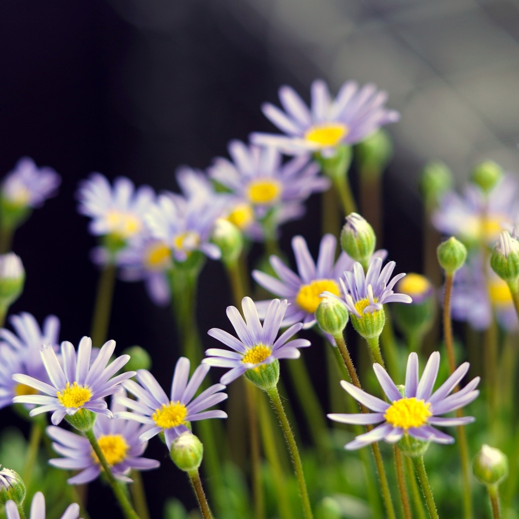 Маленькие фиолетовые ромашки крупным планом