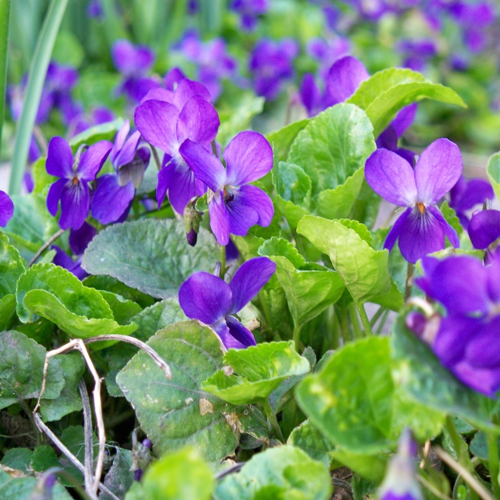 Маленькие фиолетовые цветы фиалки