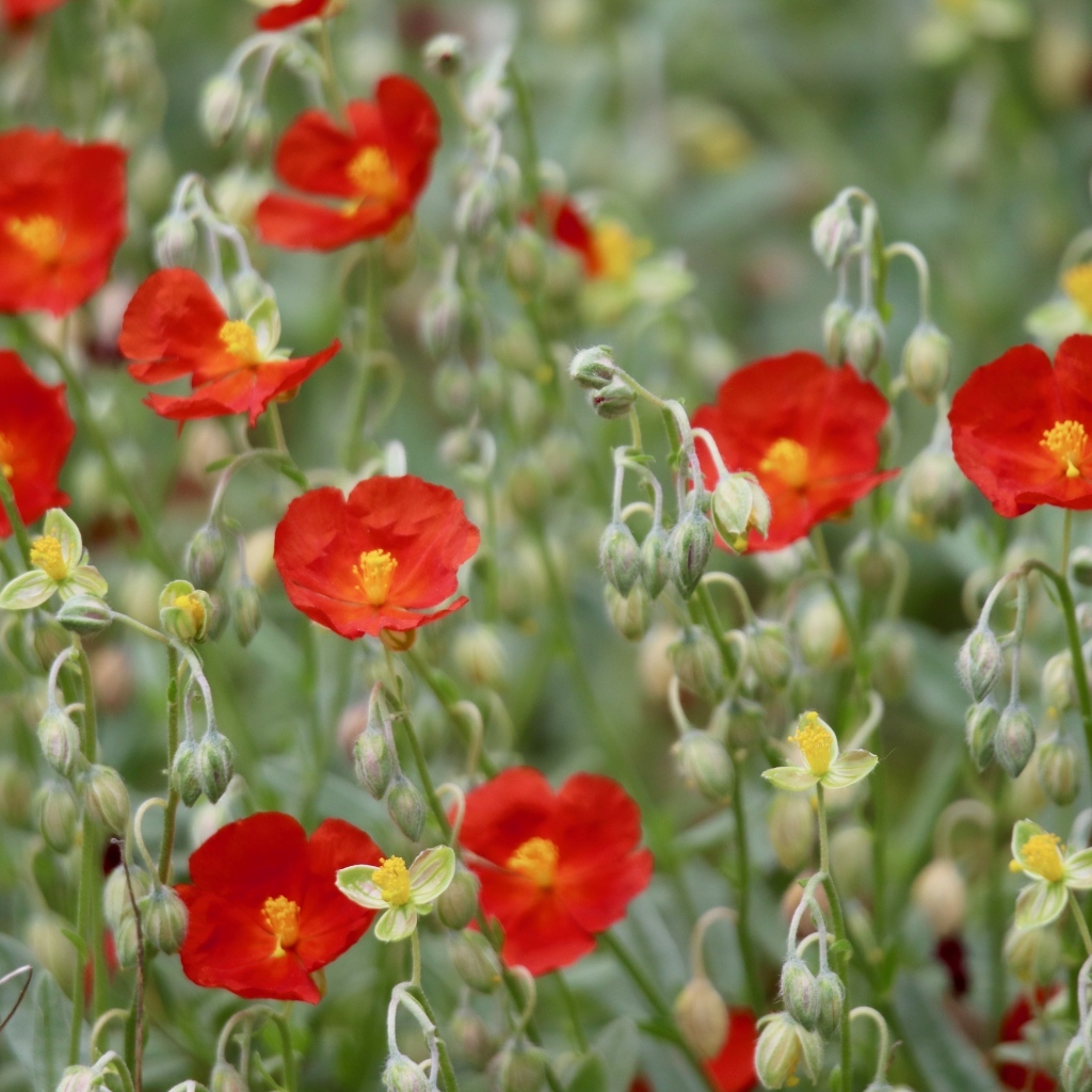 Маленькие красные цветы с бутонами крупным планом