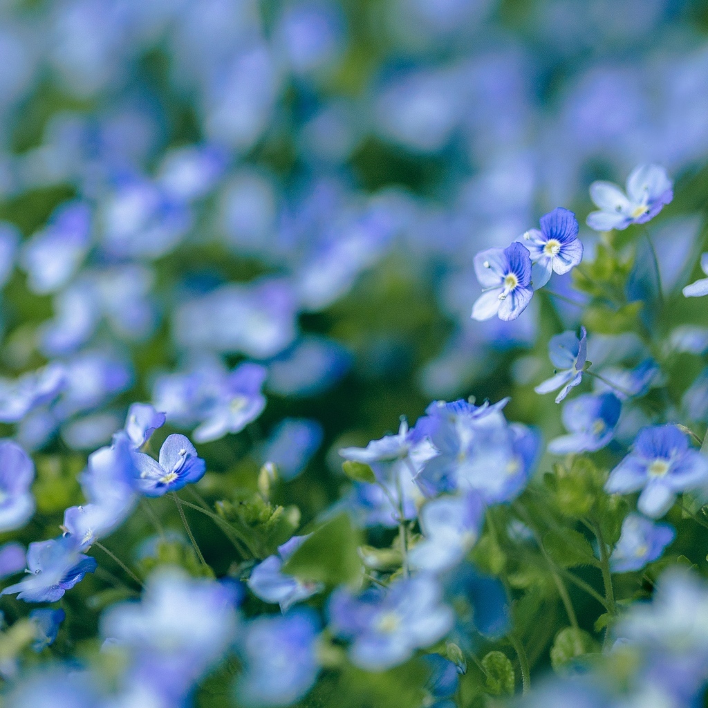 Маленькие мелкие цветы незабудки на клумбе