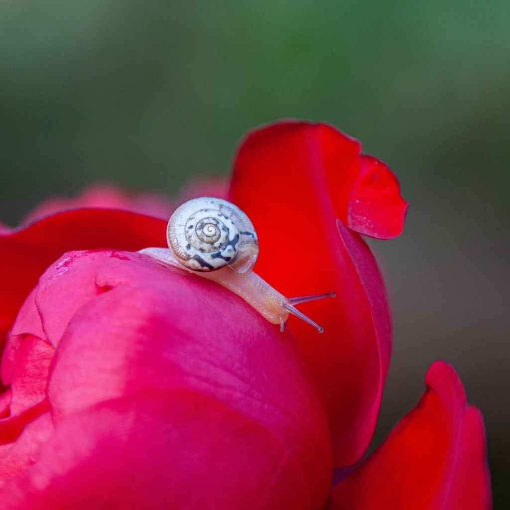 Маленькая улитка на цветке пиона