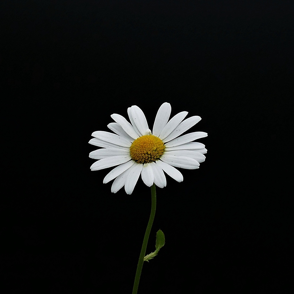 Маленькая нежная белая ромашка на черном фоне