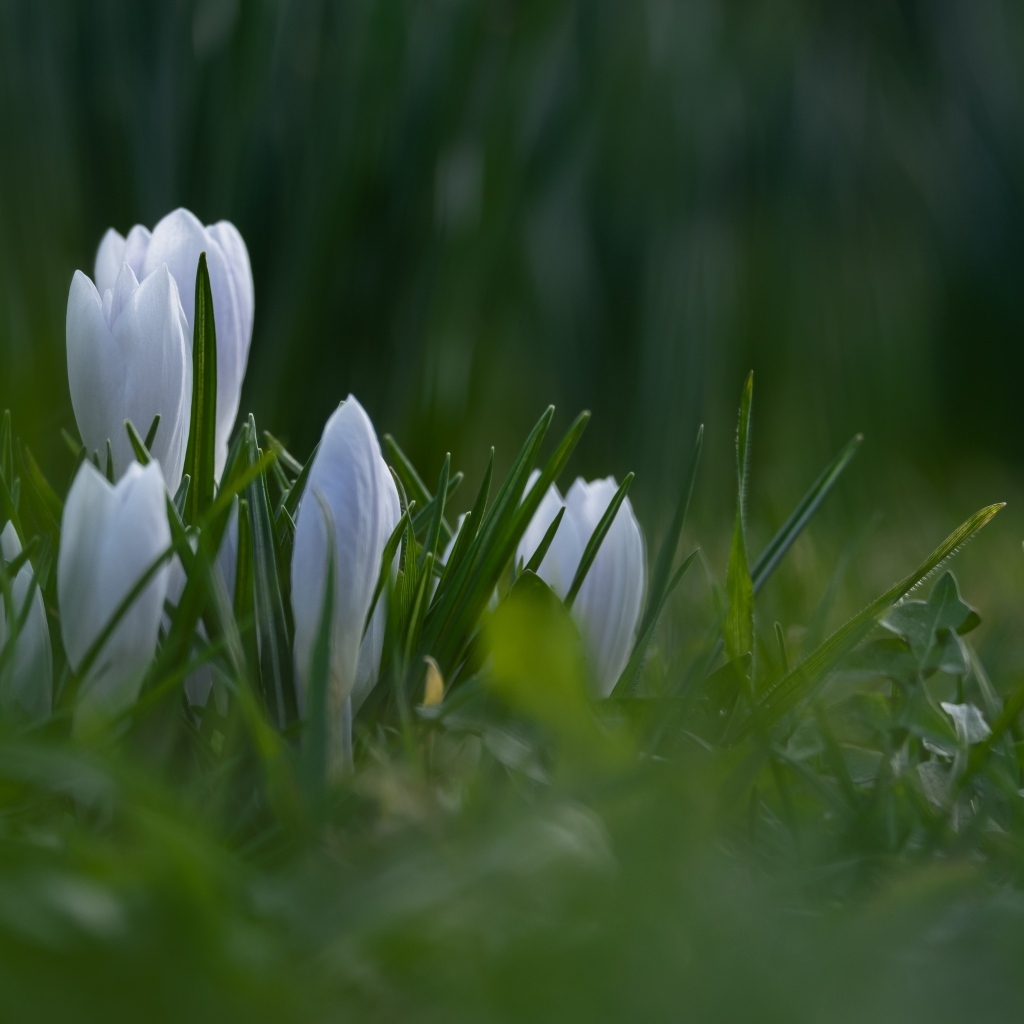 Маленькие белые цветы крокуса пробиваются в зеленой траве