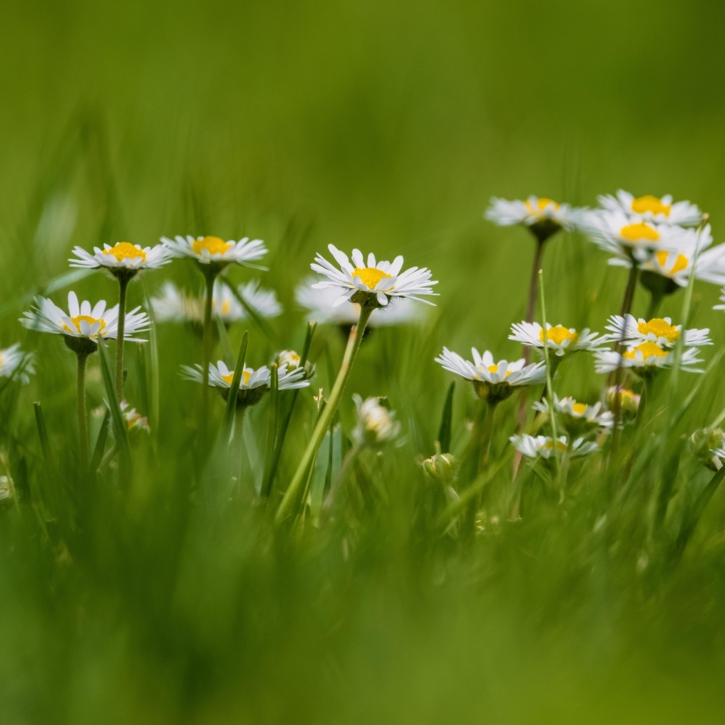 Маленькие белые ромашки в зеленой траве