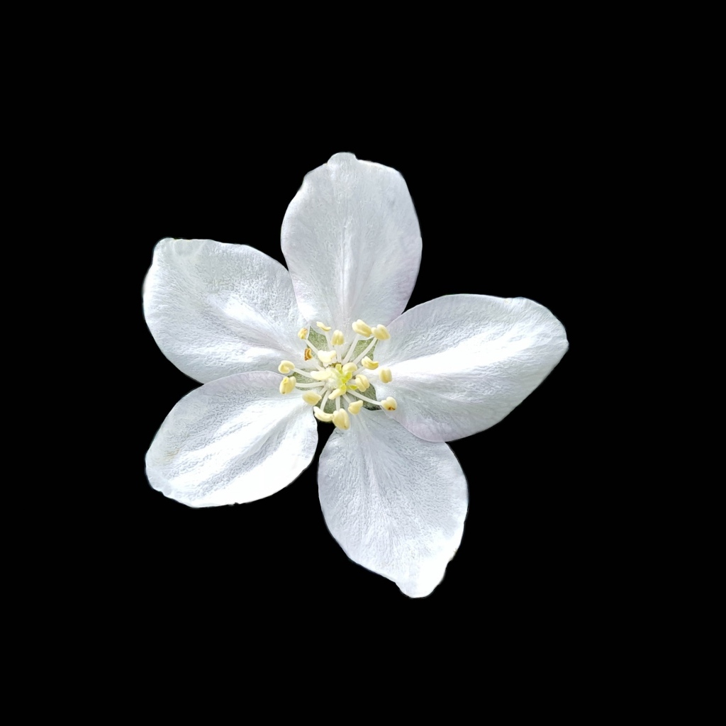 Маленький белый цветок на черном фоне