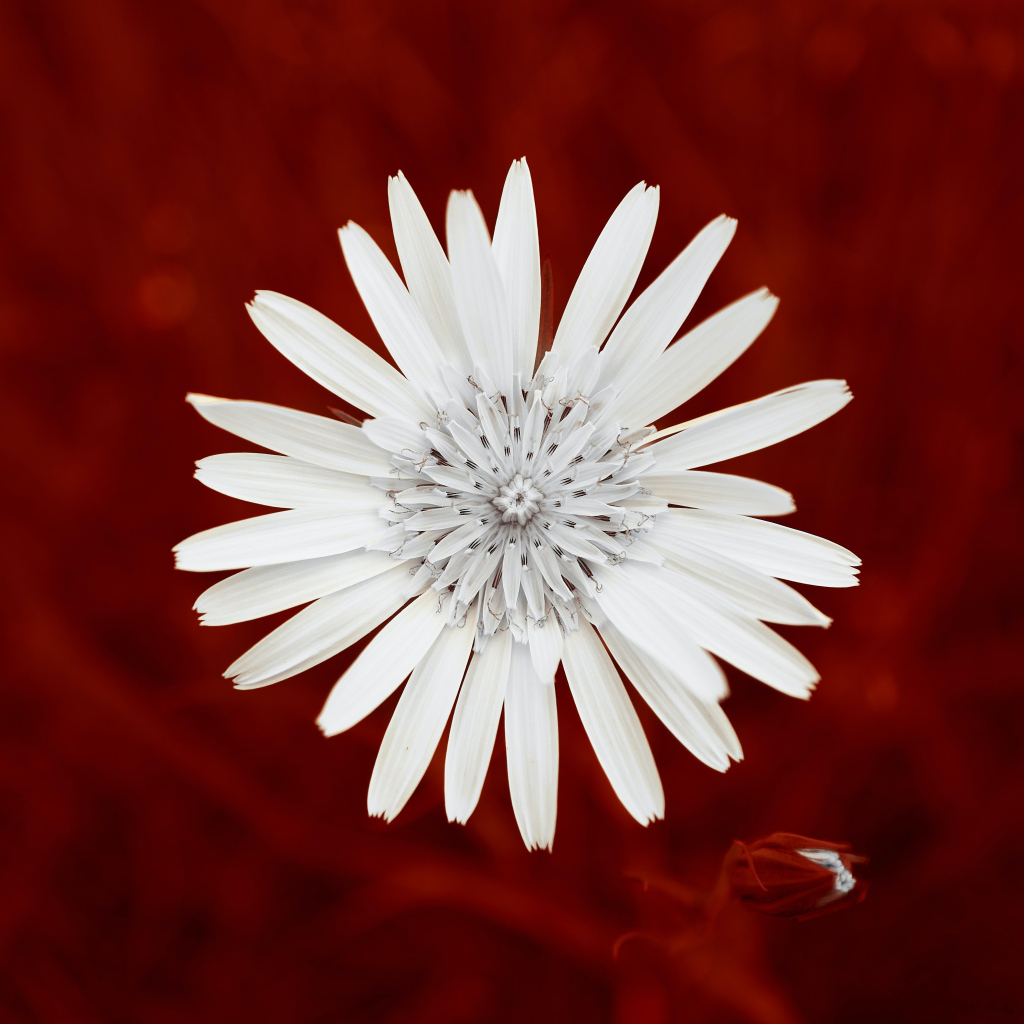 Маленький белый цветок на красном фоне