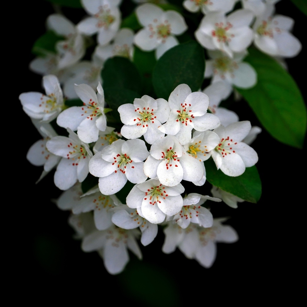 Мелкие белые цветы на ветке весной