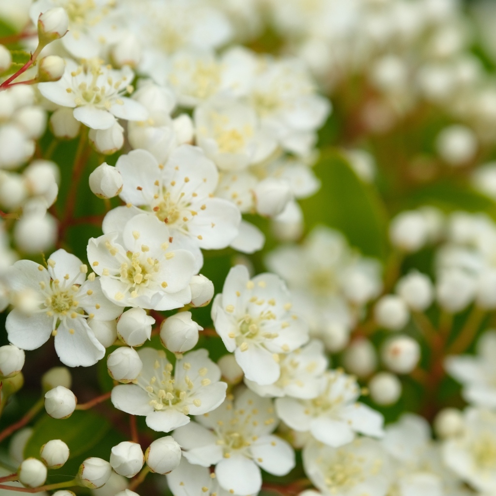 Мелкие белые цветы на кусту