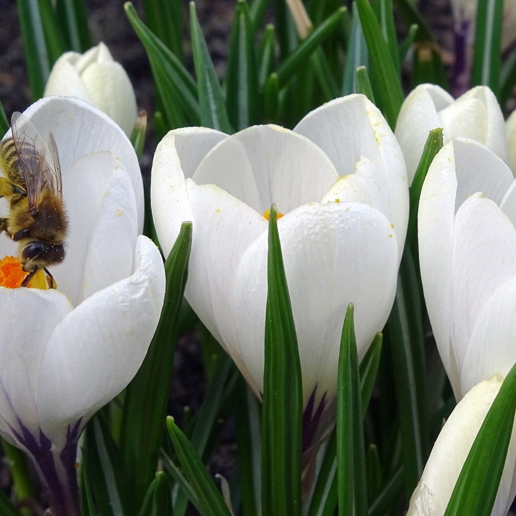 Маленькие белые весенние крокусы опыляет пчела