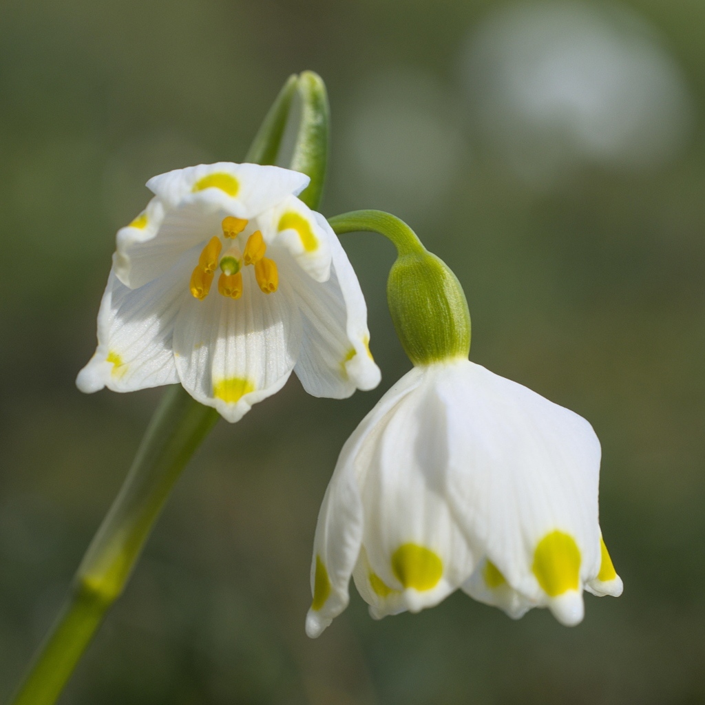Маленькие белые весенние цветы