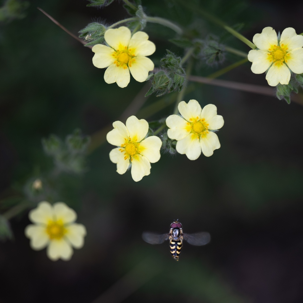 Маленькие желтые цветы лапчатка 