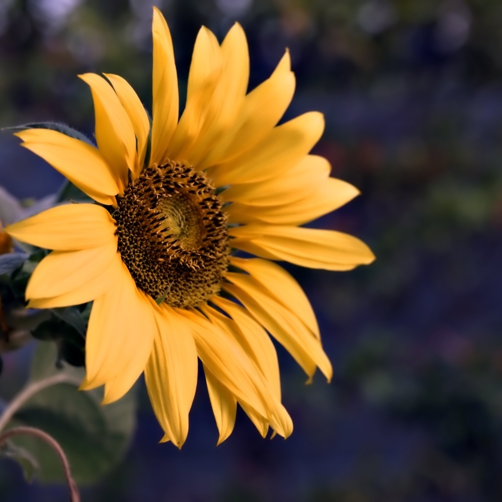 Маленький желтый цветок полевого подсолнуха