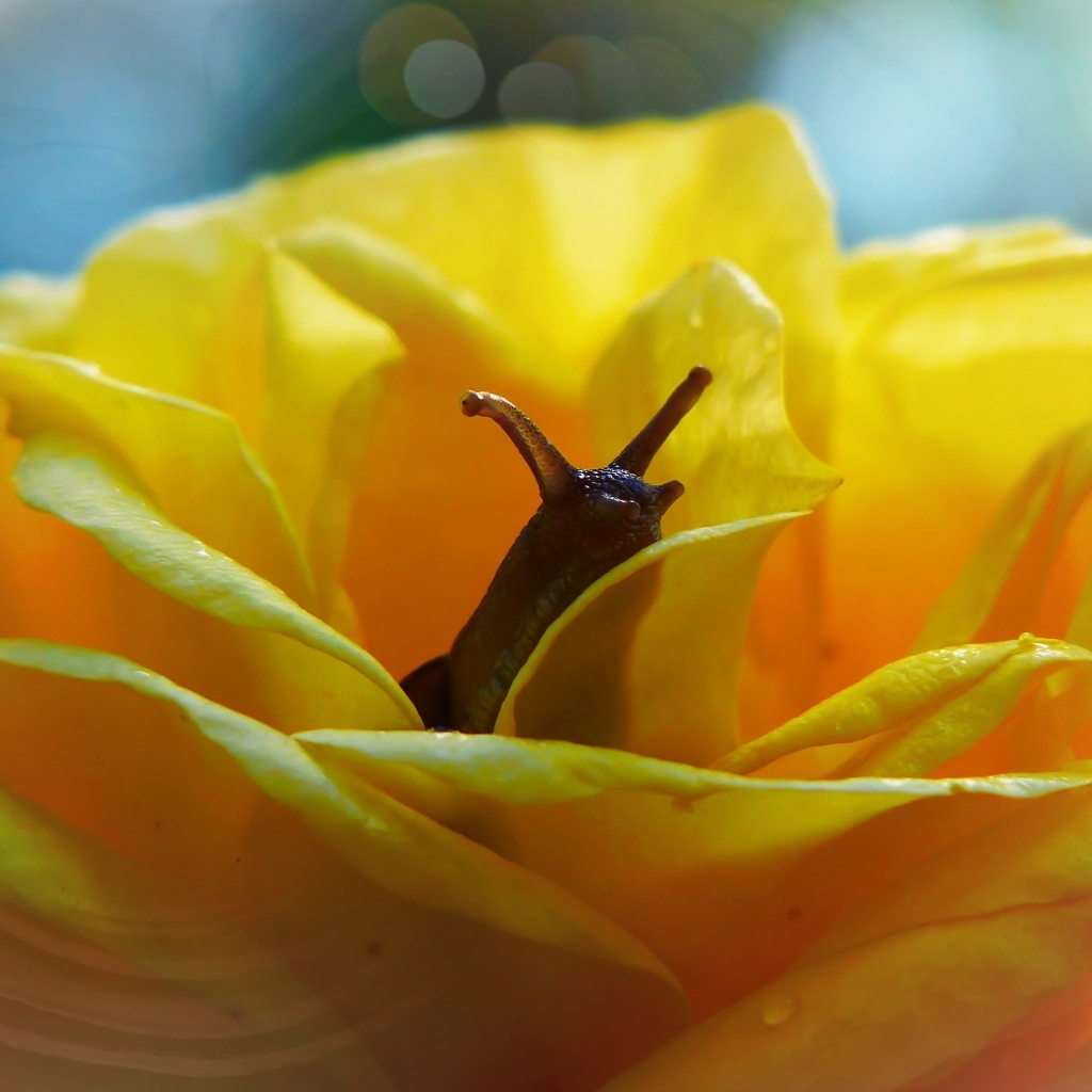 Улитка прячется в цветке желтой розы