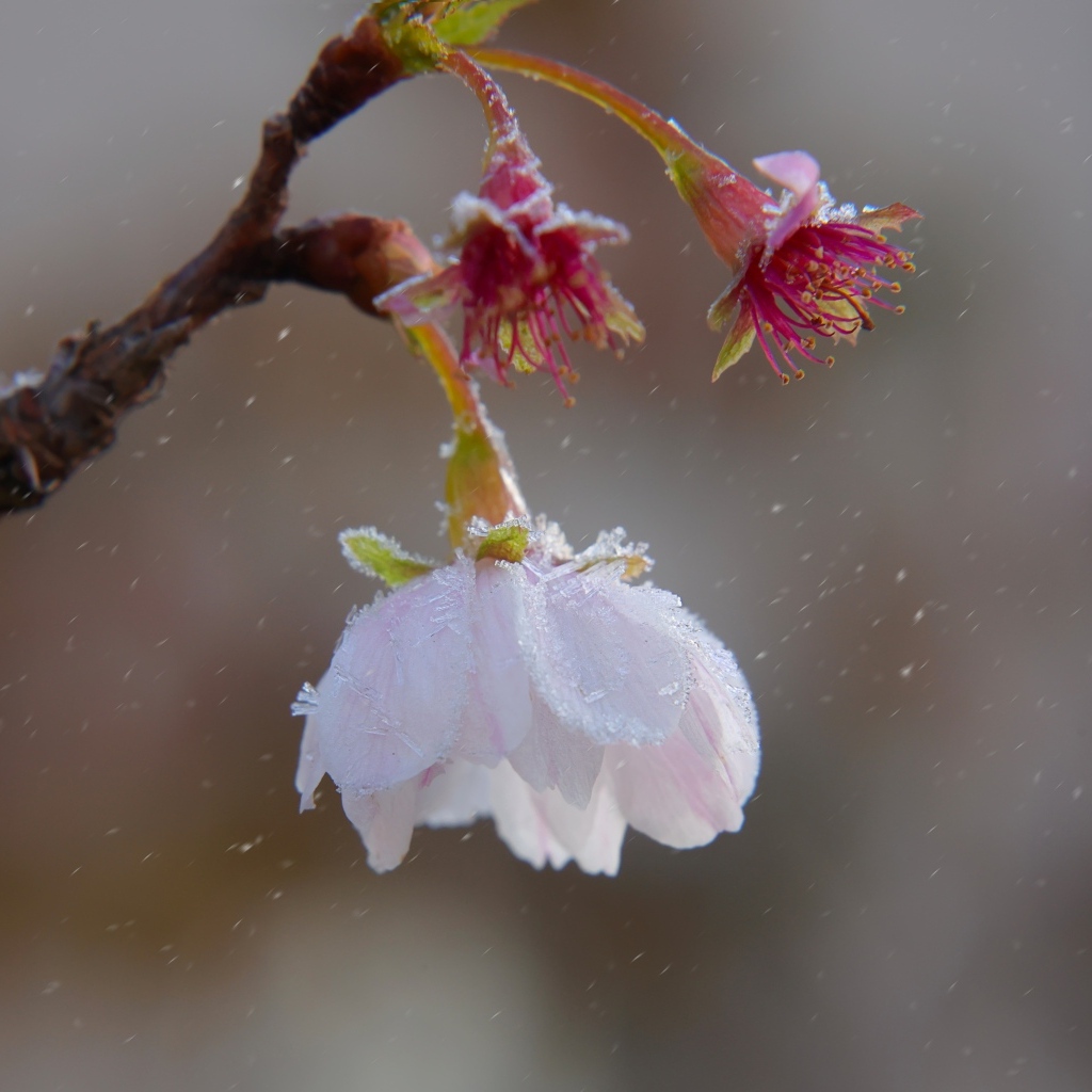 Снег падает на розовый цветок