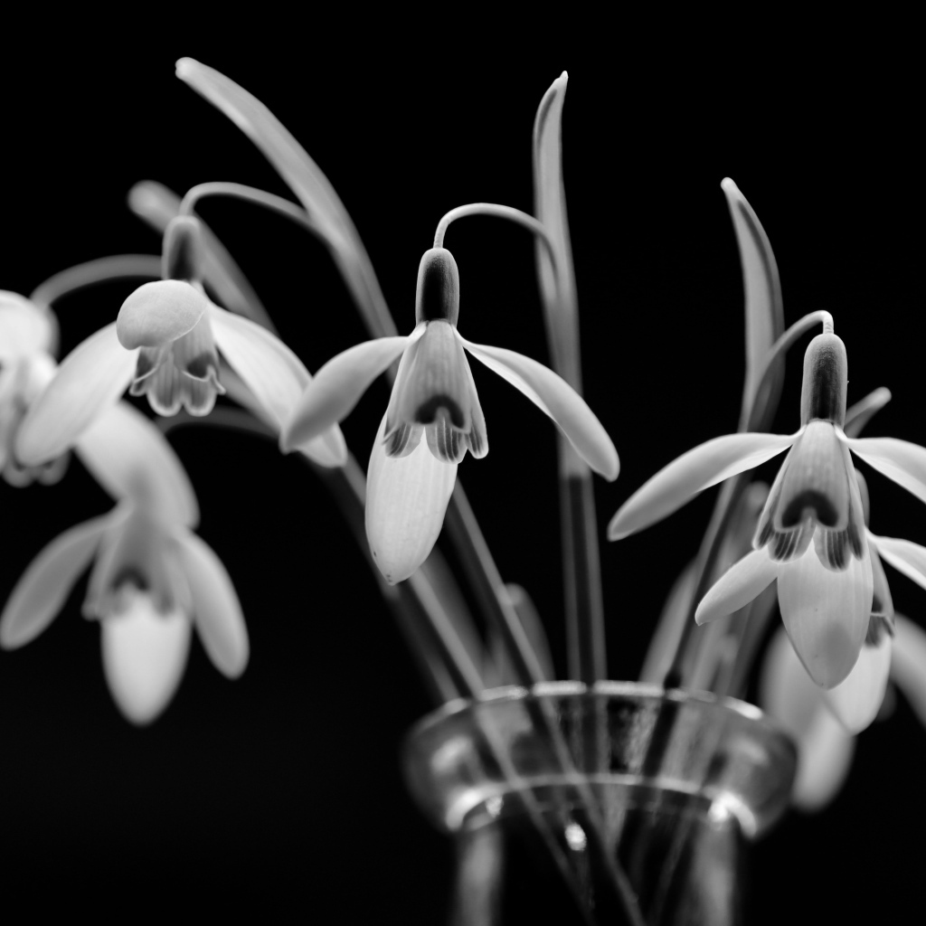 Подснежники в стеклянной вазе черно-белое фото
