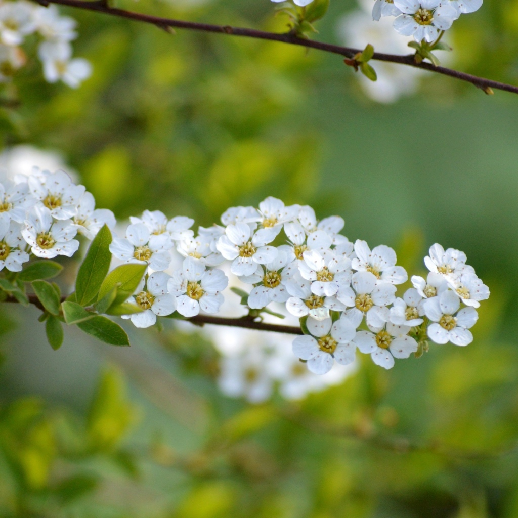 Дерево спирея аргута с белыми цветами