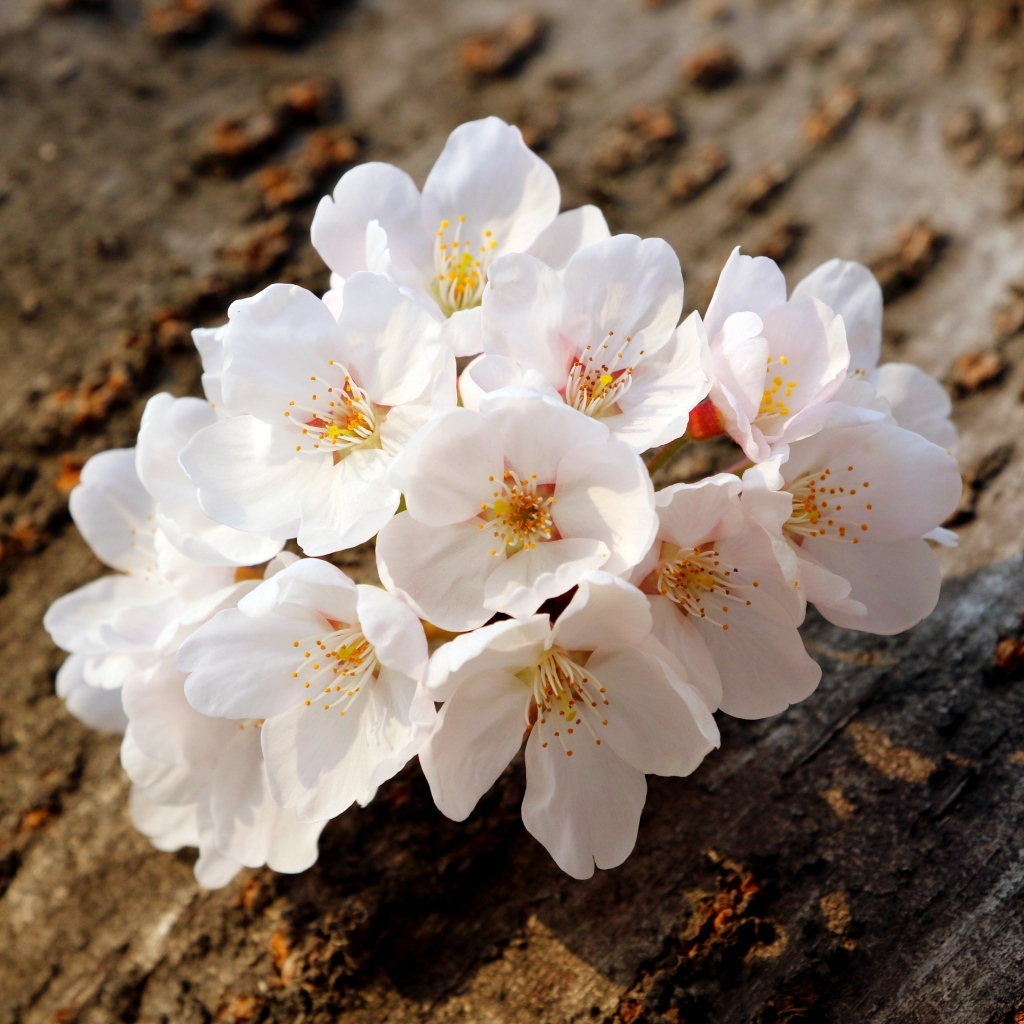 Весенние цветы абрикоса сорванные с веток