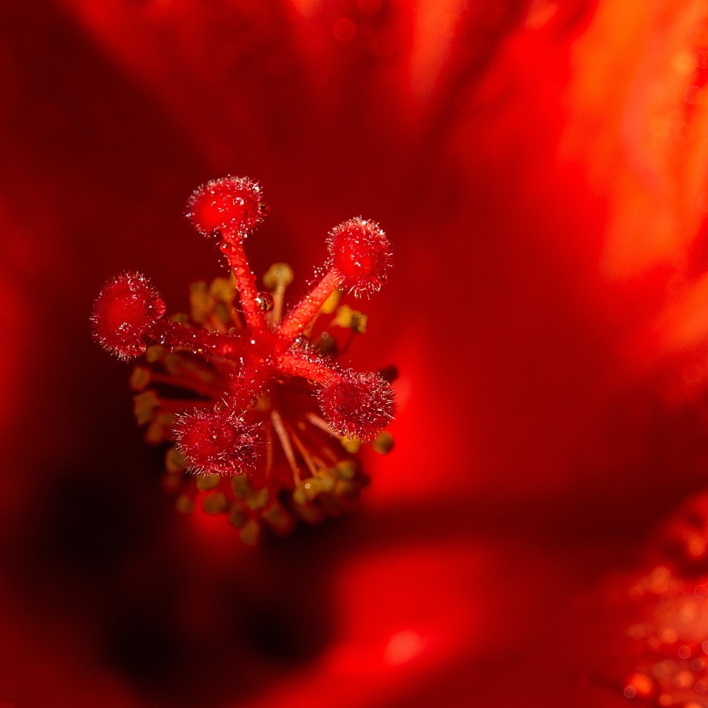 Тычинка цветка красного гибискуса