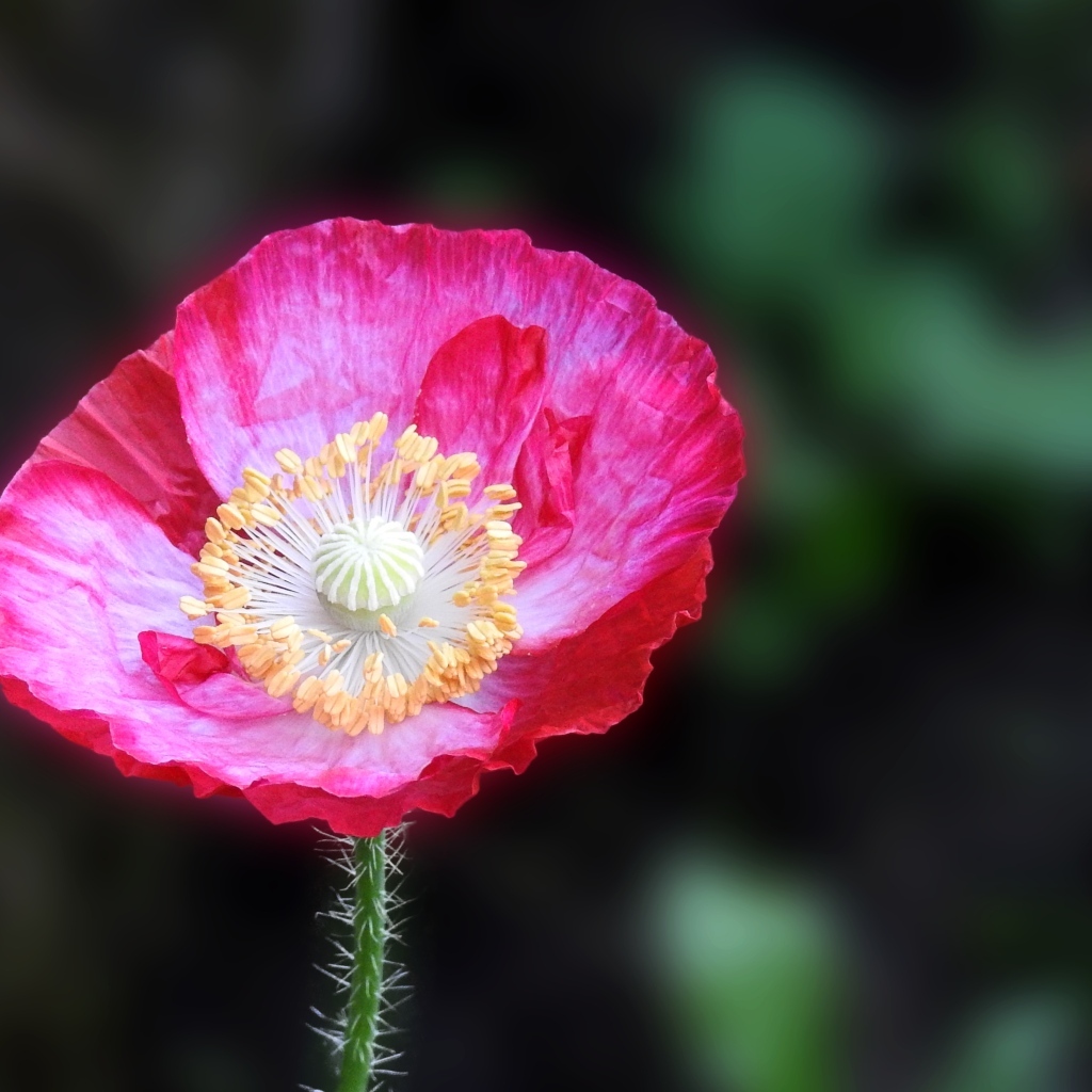 Летний яркий цветок полевого мака