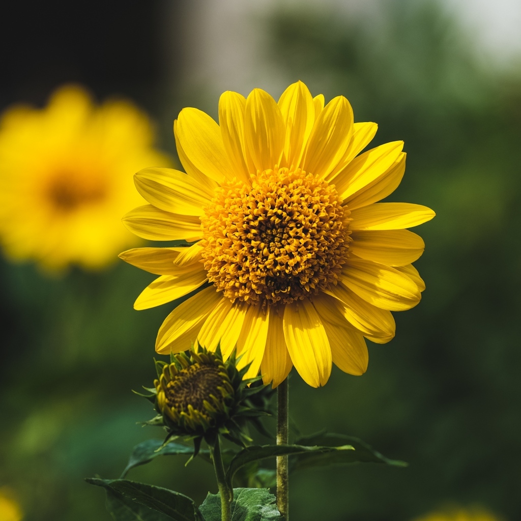 Подсолнух с бутонами крупным планом