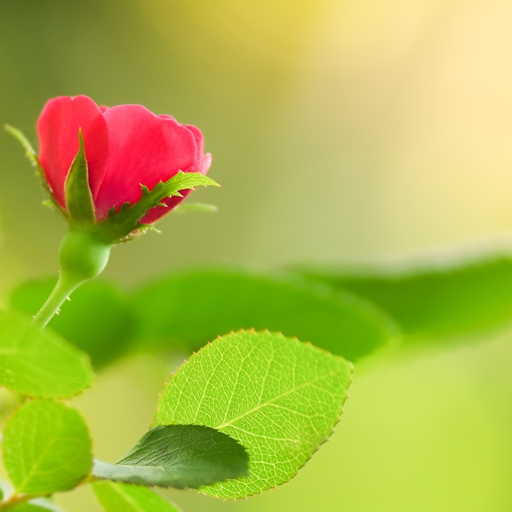 Нежная маленькая розовая роза с зелеными листьями