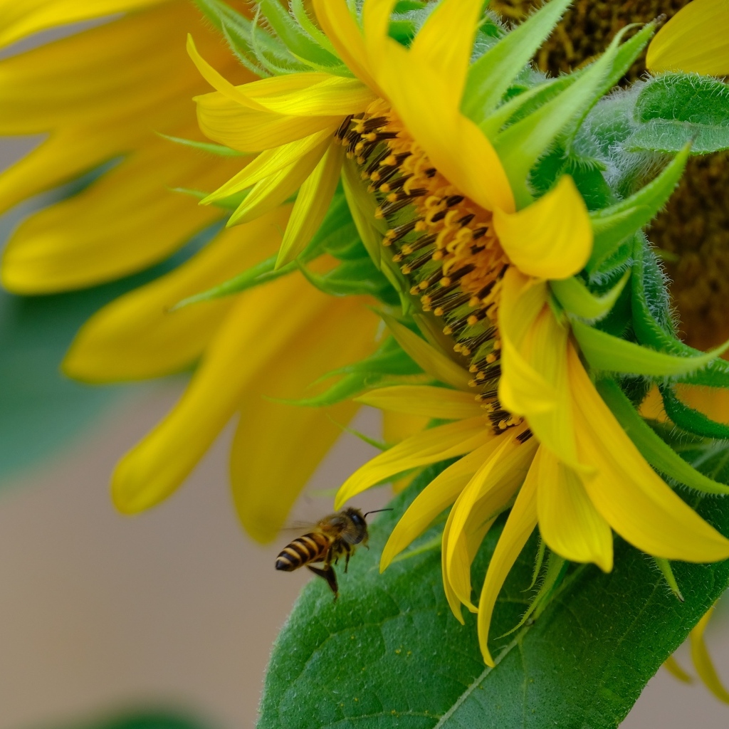Пчела кружит у цветов подсолнуха