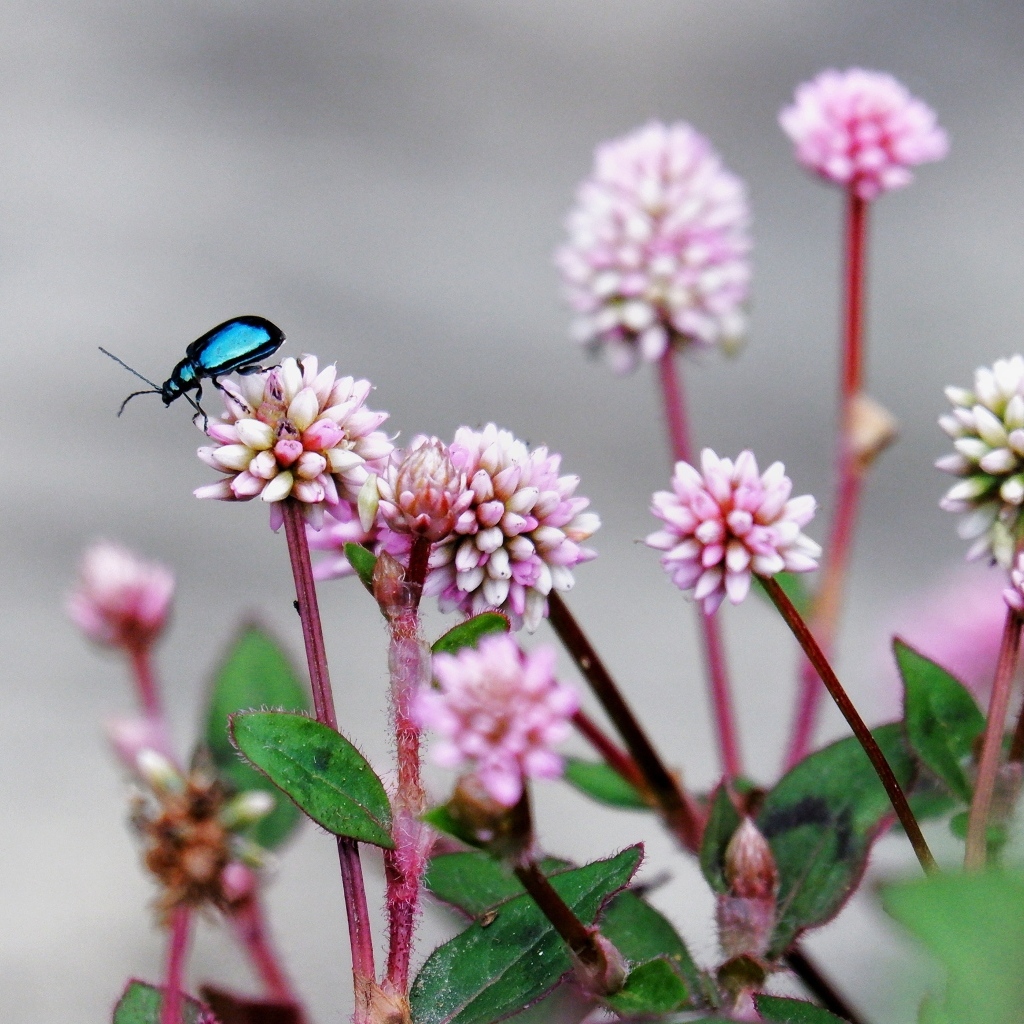 Жук сидит на розовых маленьких цветах