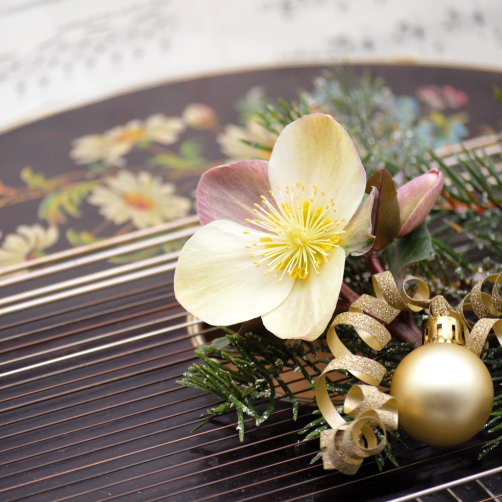 Цветок лежит на музыкальном инструменте