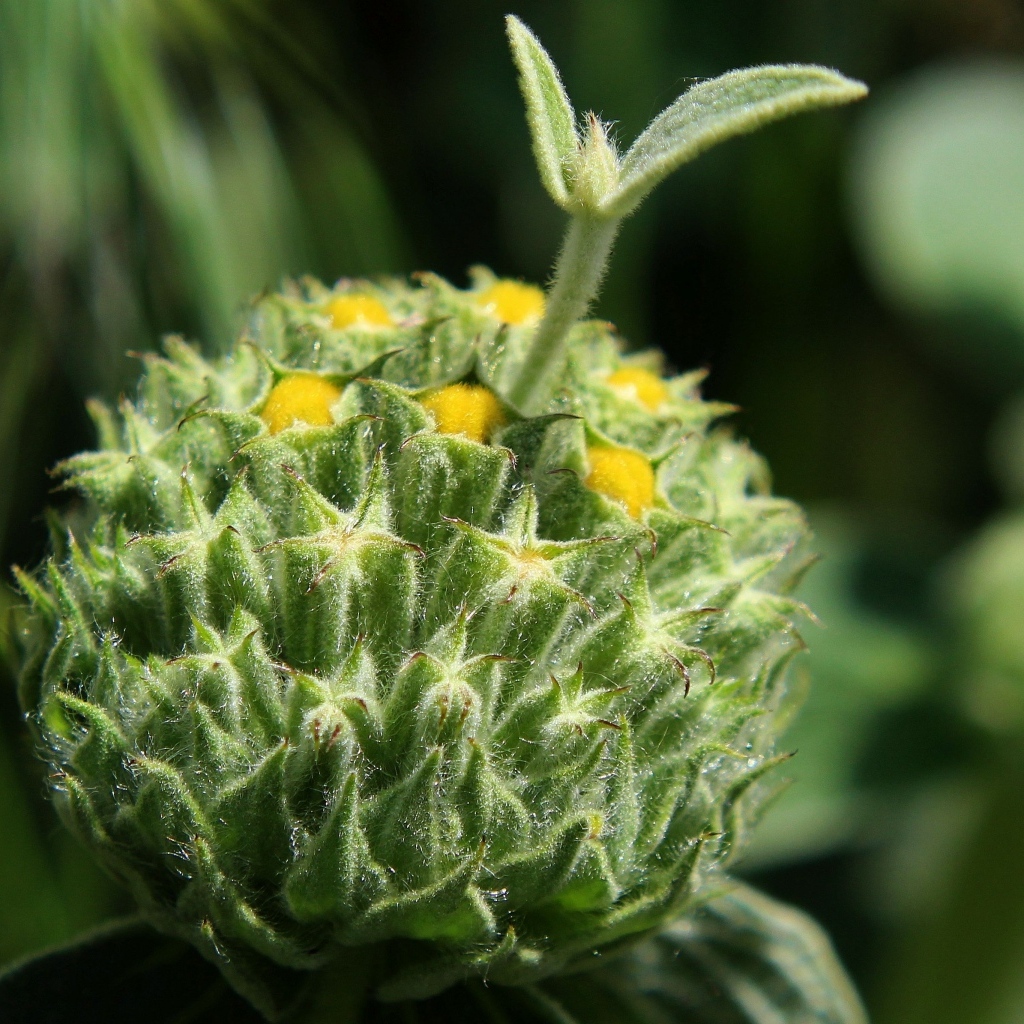 Зеленый бутон цветка распускается 