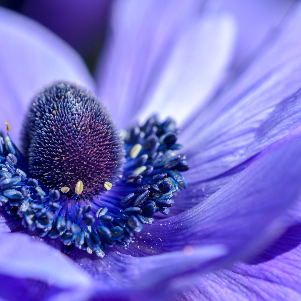 Серединка красивого цветка анемоны