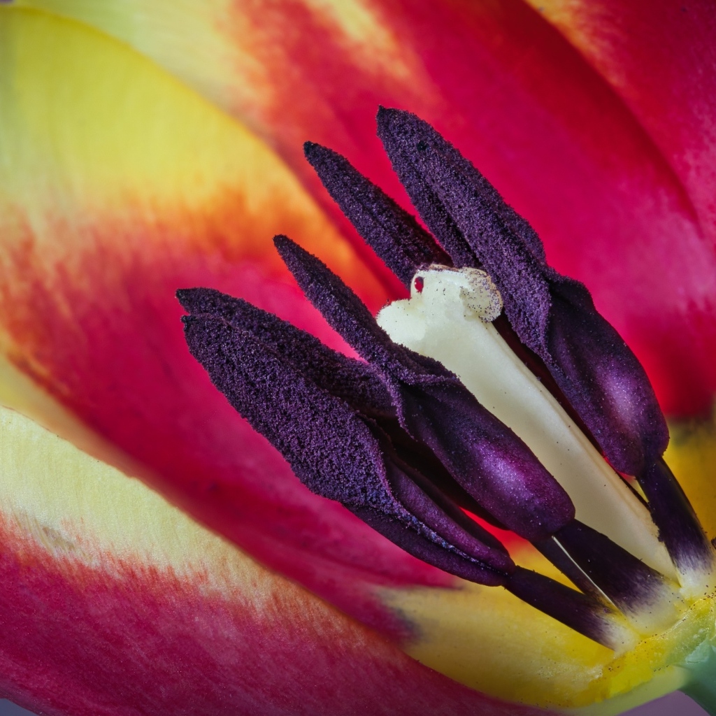 Серединка красивого тюльпана крупным планом