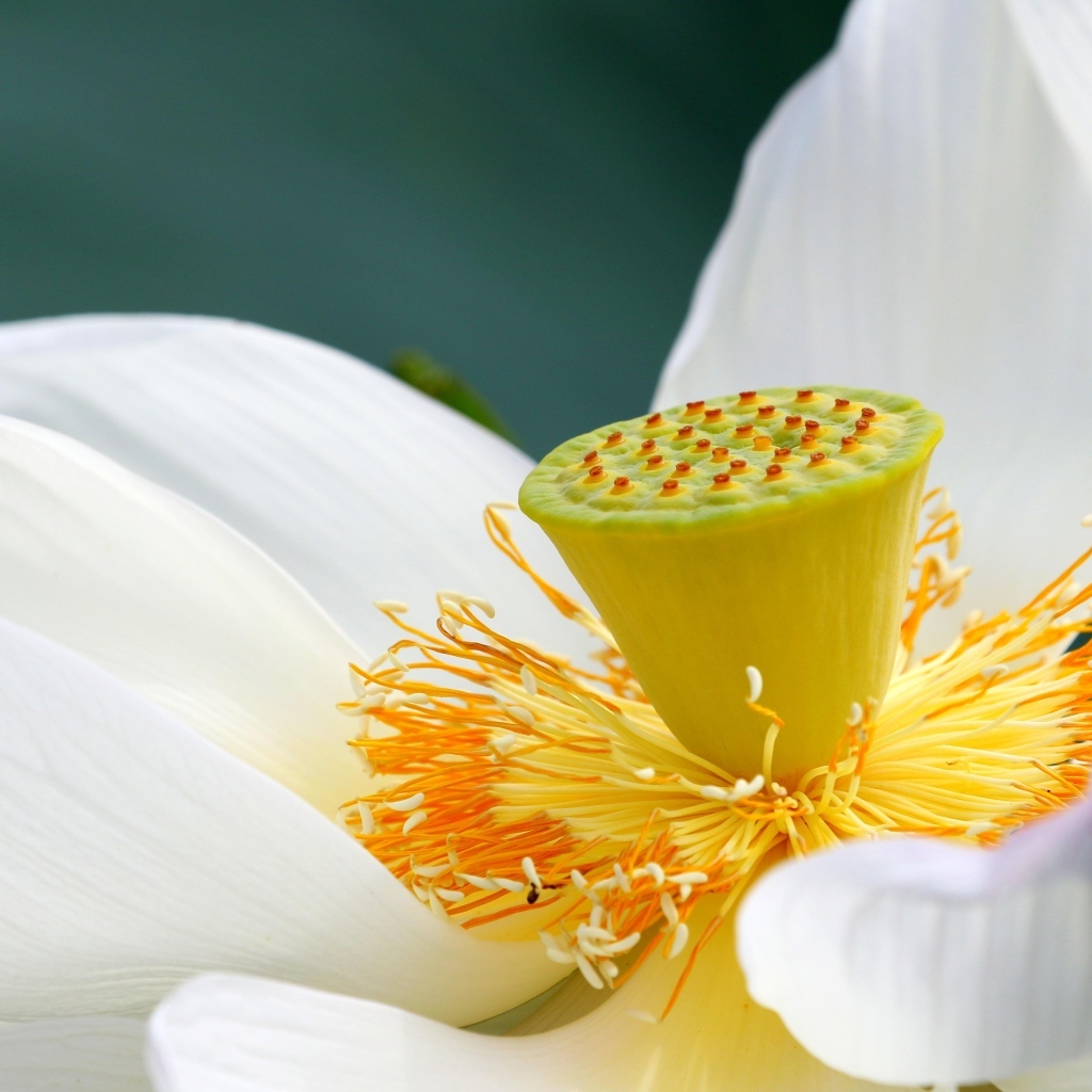 Середина нежного белого цветка лотоса