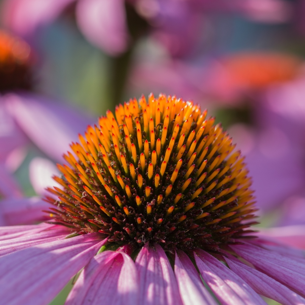 Серединка розового цветка эхинацеи
