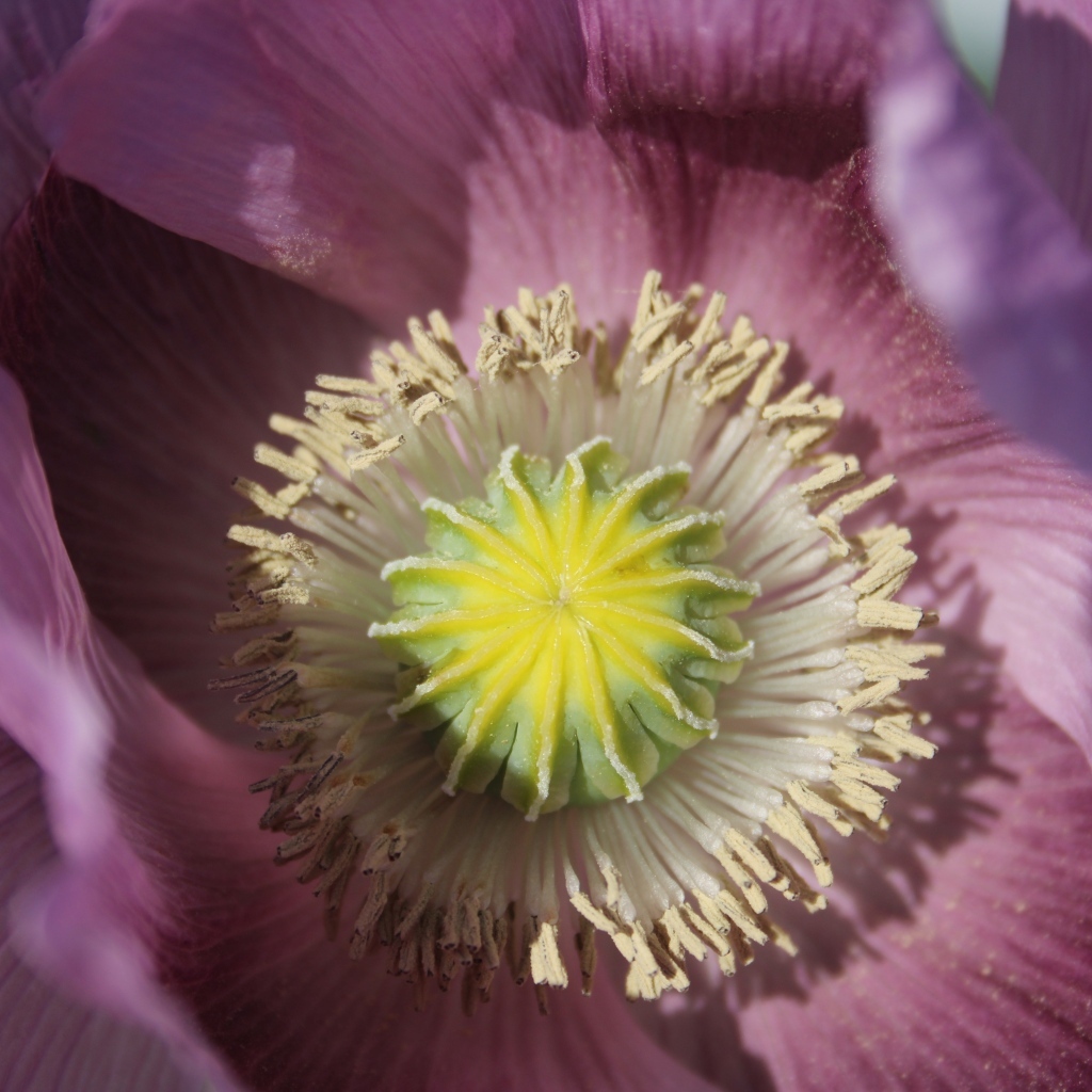 Серединка розового полевого мака