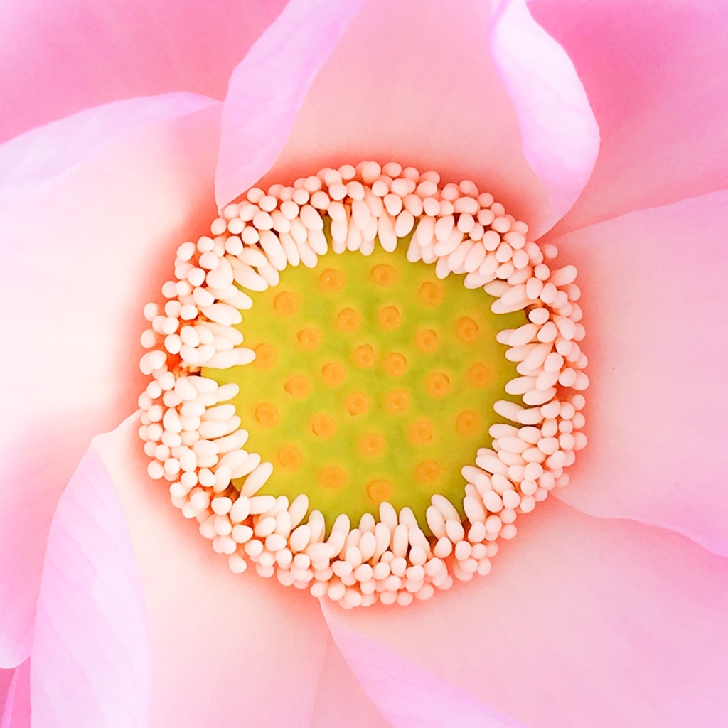 Серединка розового цветка лотоса 