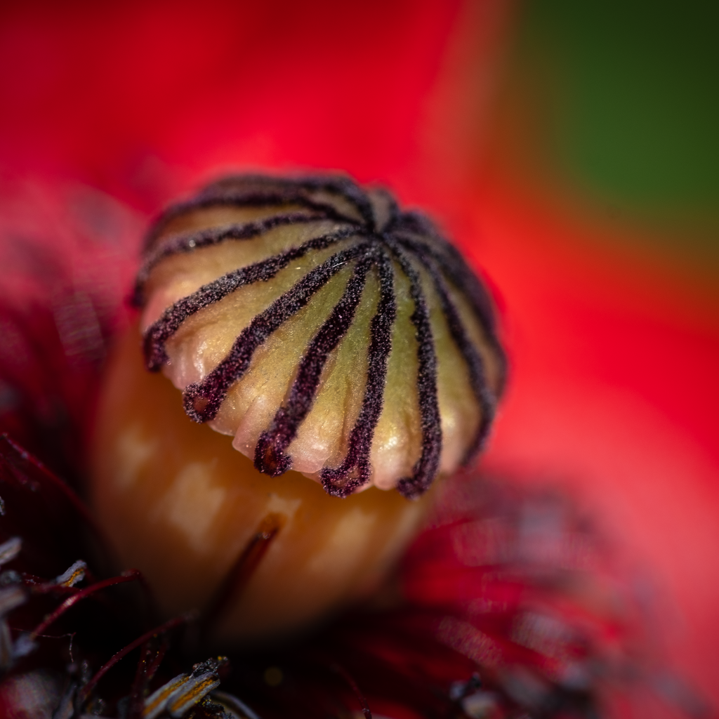 Середина красного цветка крупным планом