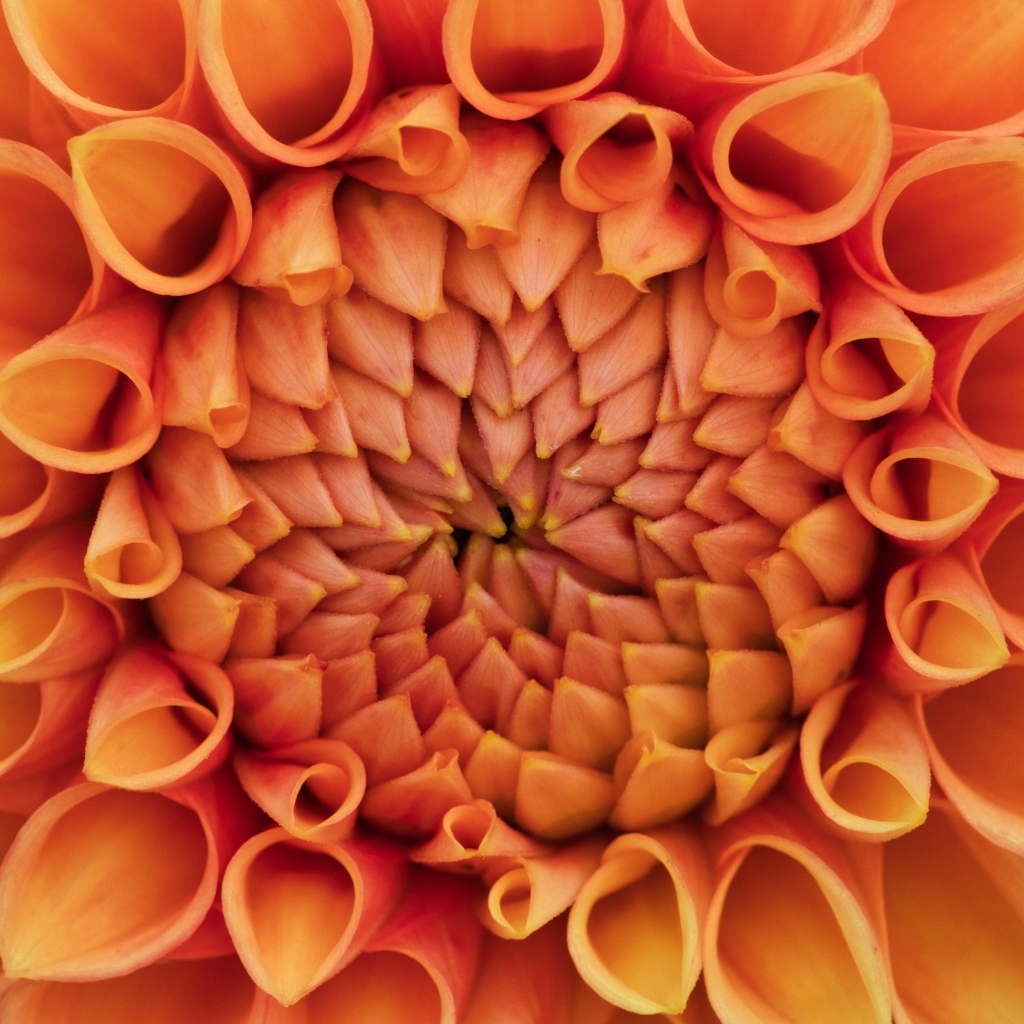 Серединка оранжевого цветка георгина