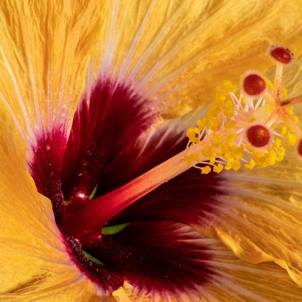 Серединка оранжевого цветка гибискуса