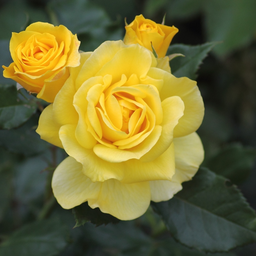 Три распускающихся розы на клумбе