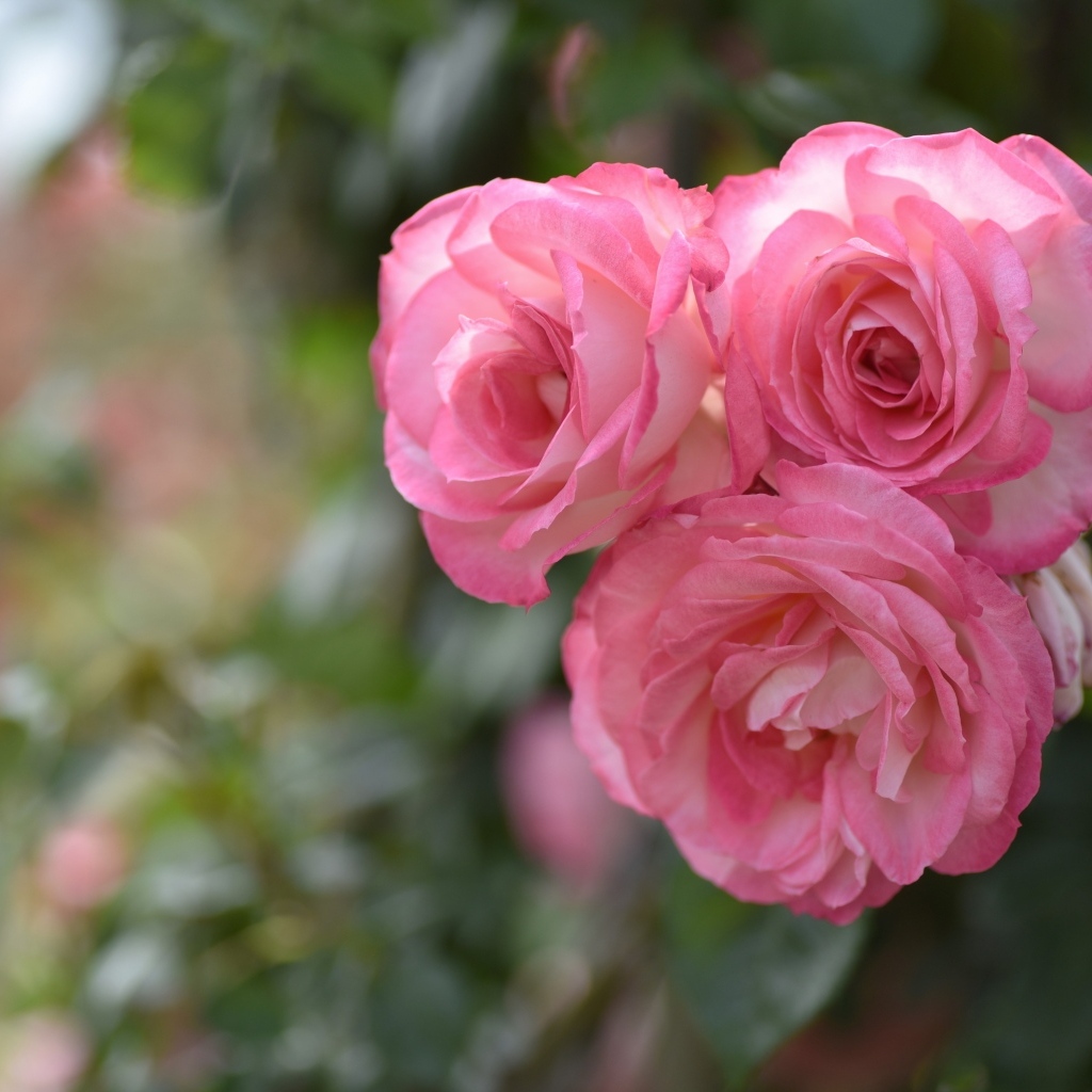 Три розовых парковых розы крупным планом