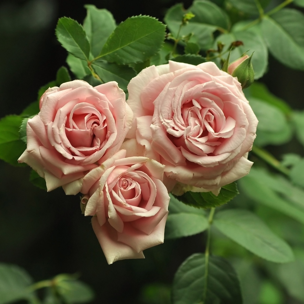 Три розовых розы с зелеными лепестками крупным планом