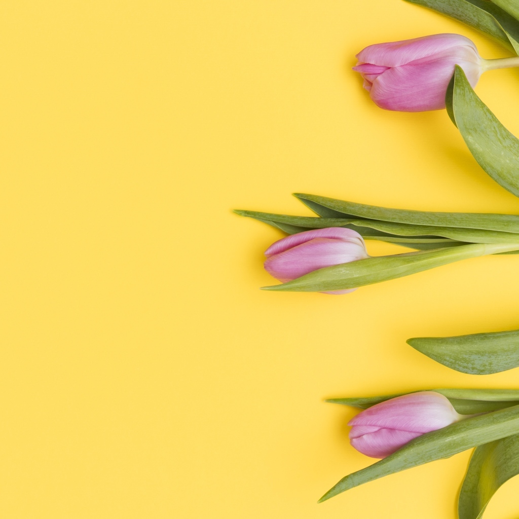 Три розовых тюльпана на желтом фоне